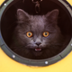Illustration for article titled Cat Parasite Makes Mice Less Fearful, but Not Just of Cats, Study Finds